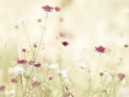 /album/fotogaleria/wh37-jpg/